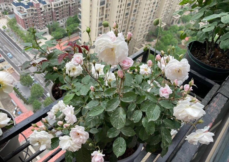 vua chịu bóng tối của thế giới hoa hồng hương thơm lan tỏa cả trăm mét có thể trồng ở ban công hướng bắc - 9