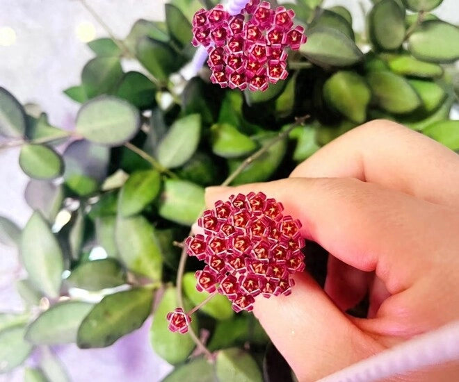 vua của thế giới cây xanh trong nhà vừa ngắm lá ngắm hoa vừa thơm ngát nở từ đầu năm đến cuối năm - 1