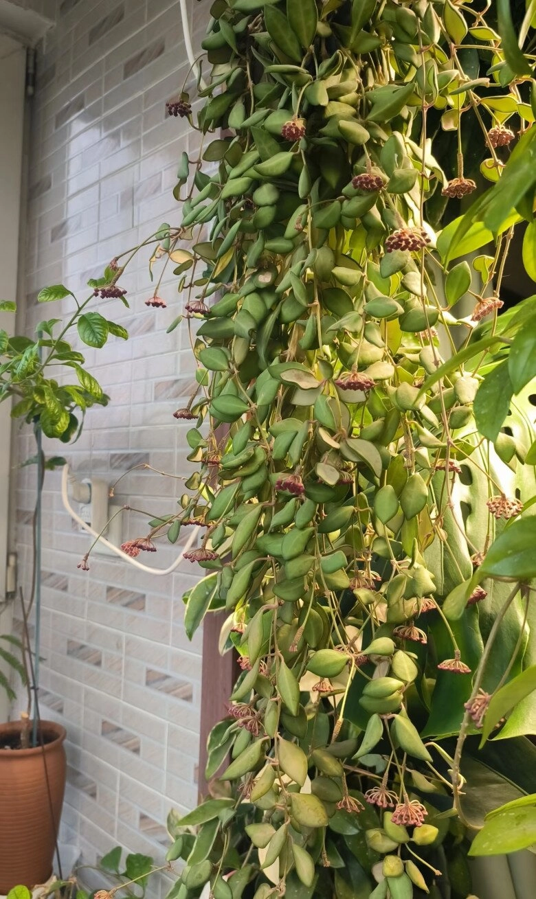 vua của thế giới cây xanh trong nhà vừa ngắm lá ngắm hoa vừa thơm ngát nở từ đầu năm đến cuối năm - 2