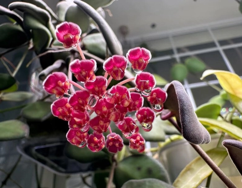 vua của thế giới cây xanh trong nhà vừa ngắm lá ngắm hoa vừa thơm ngát nở từ đầu năm đến cuối năm - 6
