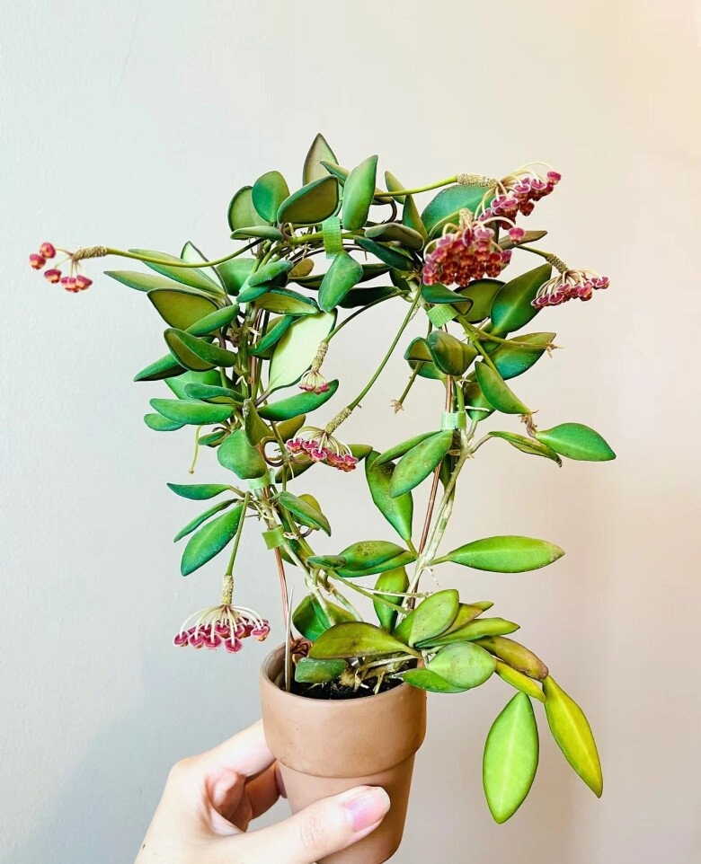 vua của thế giới cây xanh trong nhà vừa ngắm lá ngắm hoa vừa thơm ngát nở từ đầu năm đến cuối năm - 8