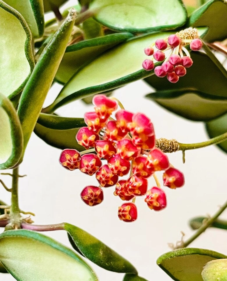 vua của thế giới cây xanh trong nhà vừa ngắm lá ngắm hoa vừa thơm ngát nở từ đầu năm đến cuối năm - 9