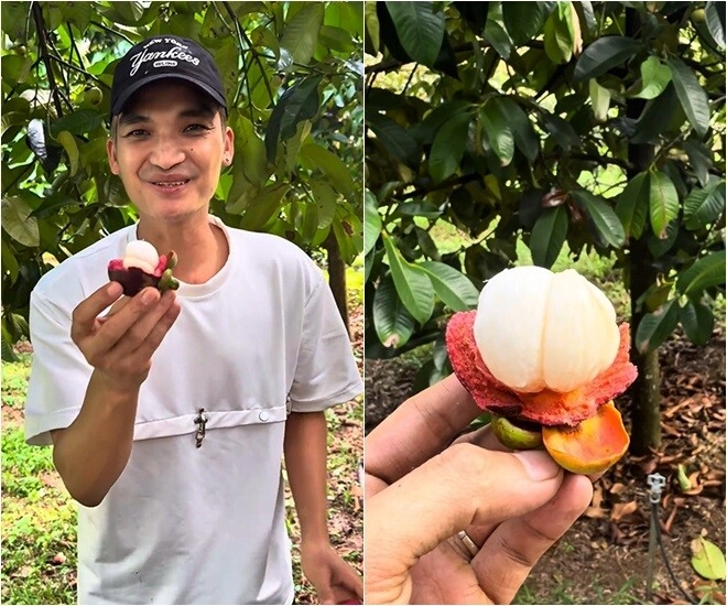 Vườn sầu riêng măng cụt rộng thênh thang của hoài linh mạc văn khoa về ăn ngập mồm đoạn khui trái ai cũng cười lăn - 3
