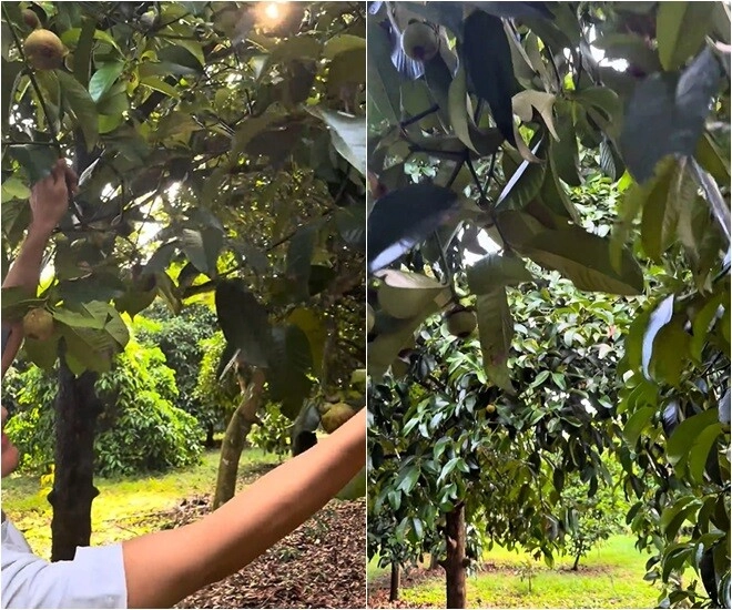 Vườn sầu riêng măng cụt rộng thênh thang của hoài linh mạc văn khoa về ăn ngập mồm đoạn khui trái ai cũng cười lăn - 4