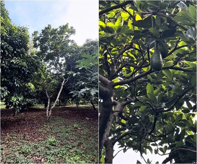 Vườn sầu riêng măng cụt rộng thênh thang của hoài linh mạc văn khoa về ăn ngập mồm đoạn khui trái ai cũng cười lăn - 7