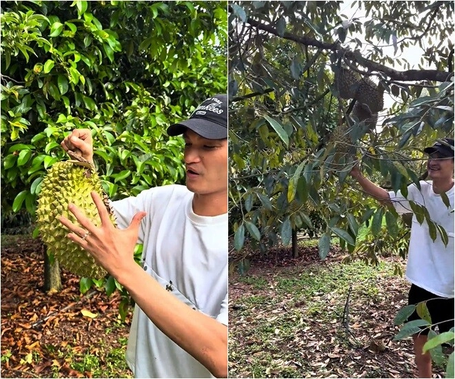 Vườn sầu riêng măng cụt rộng thênh thang của hoài linh mạc văn khoa về ăn ngập mồm đoạn khui trái ai cũng cười lăn - 9