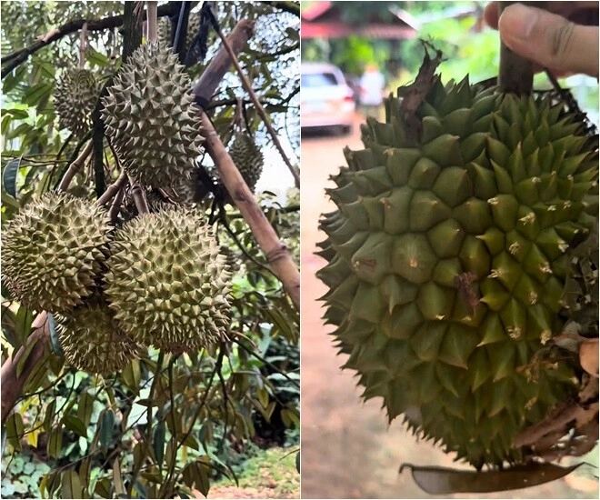 Vườn sầu riêng măng cụt rộng thênh thang của hoài linh mạc văn khoa về ăn ngập mồm đoạn khui trái ai cũng cười lăn - 10