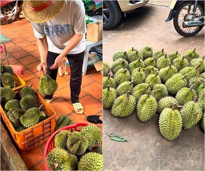 Vườn sầu riêng măng cụt rộng thênh thang của hoài linh mạc văn khoa về ăn ngập mồm đoạn khui trái ai cũng cười lăn - 15
