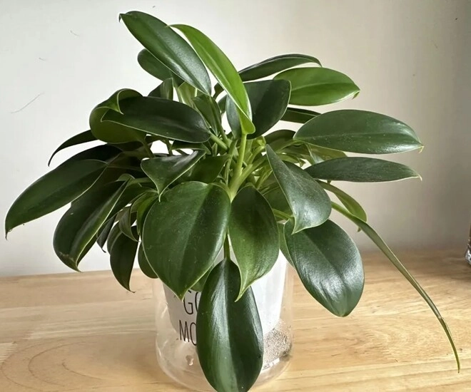 10 chậu xương rồng không bằng 1 chậu cây này được mệnh danh là vua trừ tà trồng trồng nhà giúp gia đình bình an - 1