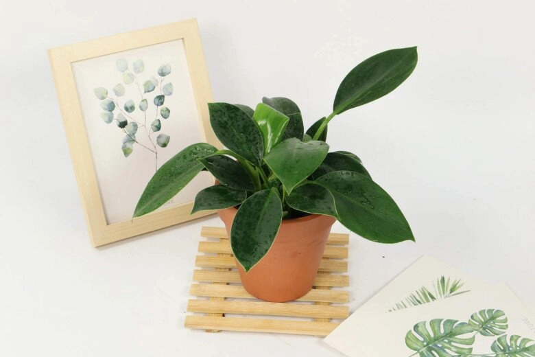 10 chậu xương rồng không bằng 1 chậu cây này được mệnh danh là vua trừ tà trồng trồng nhà giúp gia đình bình an - 4