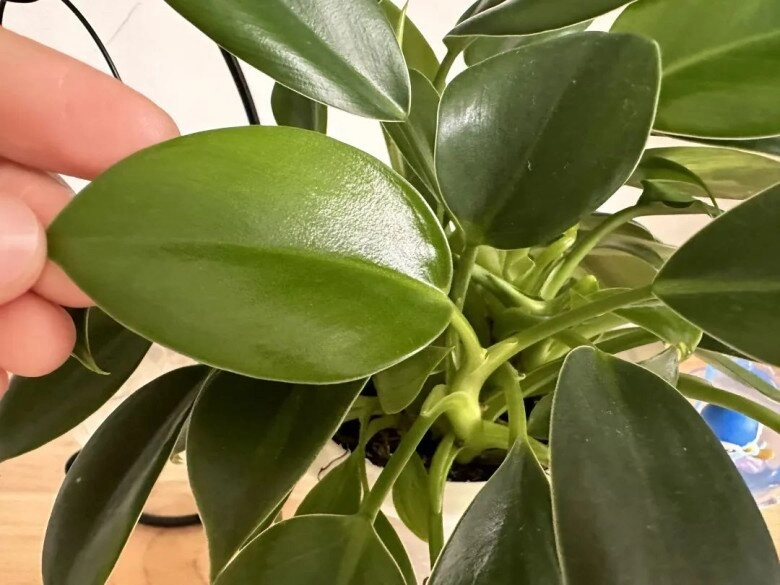 10 chậu xương rồng không bằng 1 chậu cây này được mệnh danh là vua trừ tà trồng trồng nhà giúp gia đình bình an - 6