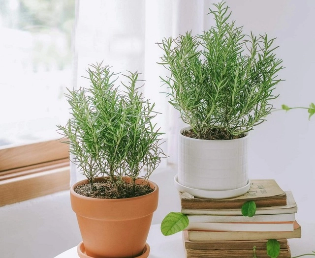 10 đồ gia dụng giúp tăng dương khí cho nhà ở và sức khỏe trong tháng 7 âm lịch - tháng cô hồn - 5