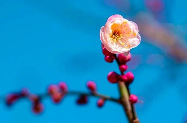 2 chữ người khôn ngoan biết là mạnh mẽ thức thời kẻ dại lại cho là kém cỏi - 3
