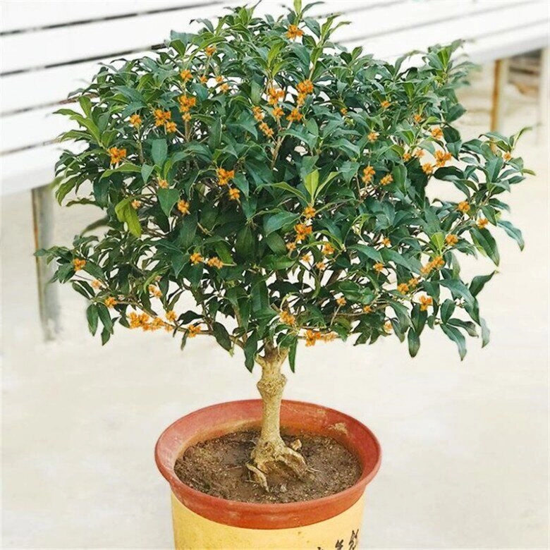 3 cây này được ví là con cưng của thần tài thơm như nước hoa pháp trồng ở ban công hương bay khắp nhà - 2