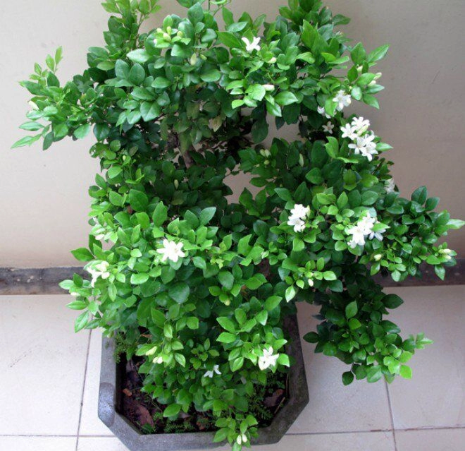 3 cây này được ví là con cưng của thần tài thơm như nước hoa pháp trồng ở ban công hương bay khắp nhà - 4