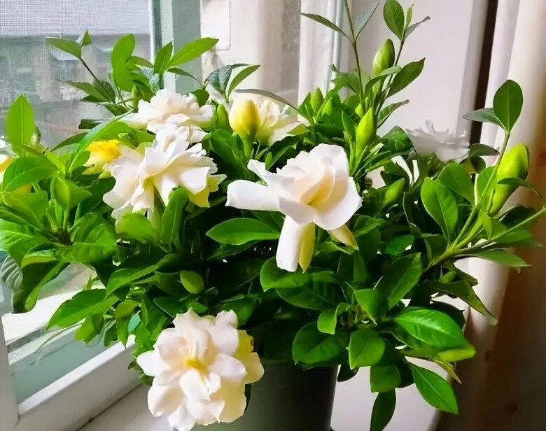 3 cây này được ví là con cưng của thần tài thơm như nước hoa pháp trồng ở ban công hương bay khắp nhà - 5
