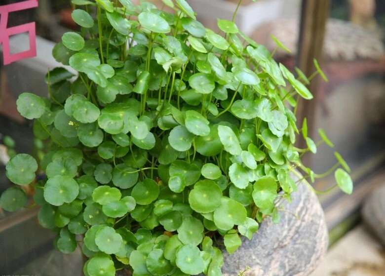 3 cây nở hoa sẽ hút cạn tài lộc người thông minh sẽ cắt ngay người dại tưởng điềm lành nên giữ lại - 5