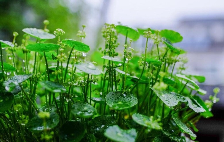3 cây nở hoa sẽ hút cạn tài lộc người thông minh sẽ cắt ngay người dại tưởng điềm lành nên giữ lại - 6
