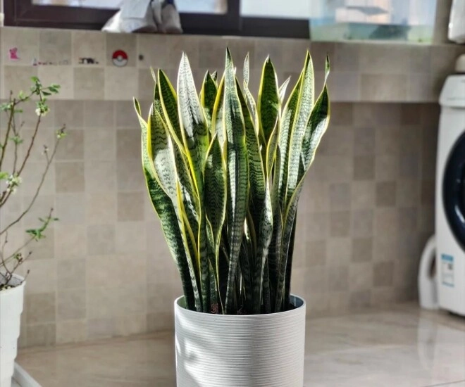 3 điều cấm kỵ khi trồng cây lưỡi hổ 10 người thì 9 người sai bảo sao cây mãi không lớn chồi không mọc - 1
