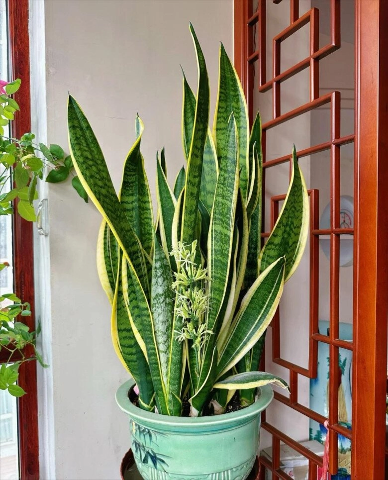 3 điều cấm kỵ khi trồng cây lưỡi hổ 10 người thì 9 người sai bảo sao cây mãi không lớn chồi không mọc - 3