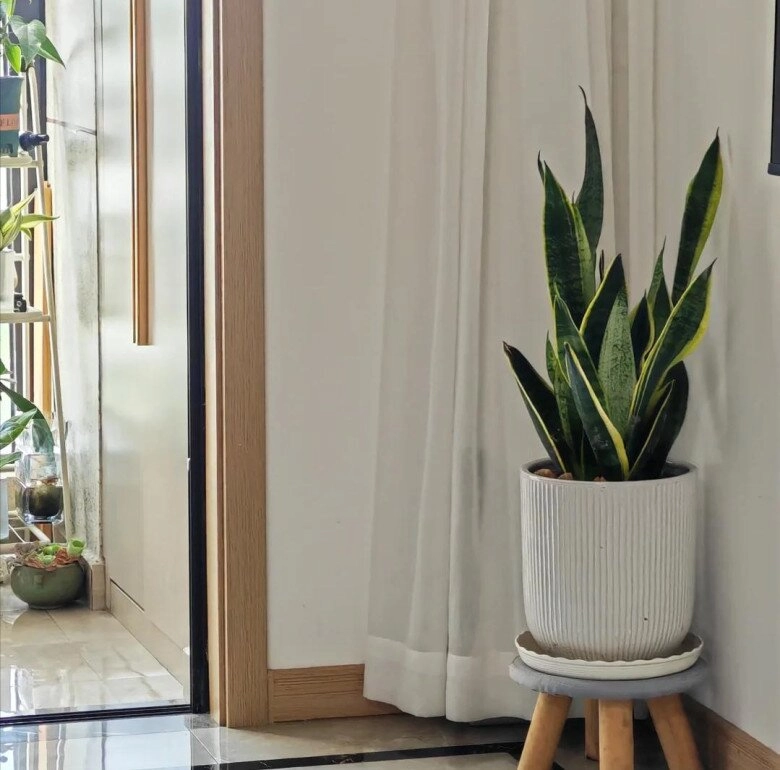3 điều cấm kỵ khi trồng cây lưỡi hổ 10 người thì 9 người sai bảo sao cây mãi không lớn chồi không mọc - 7