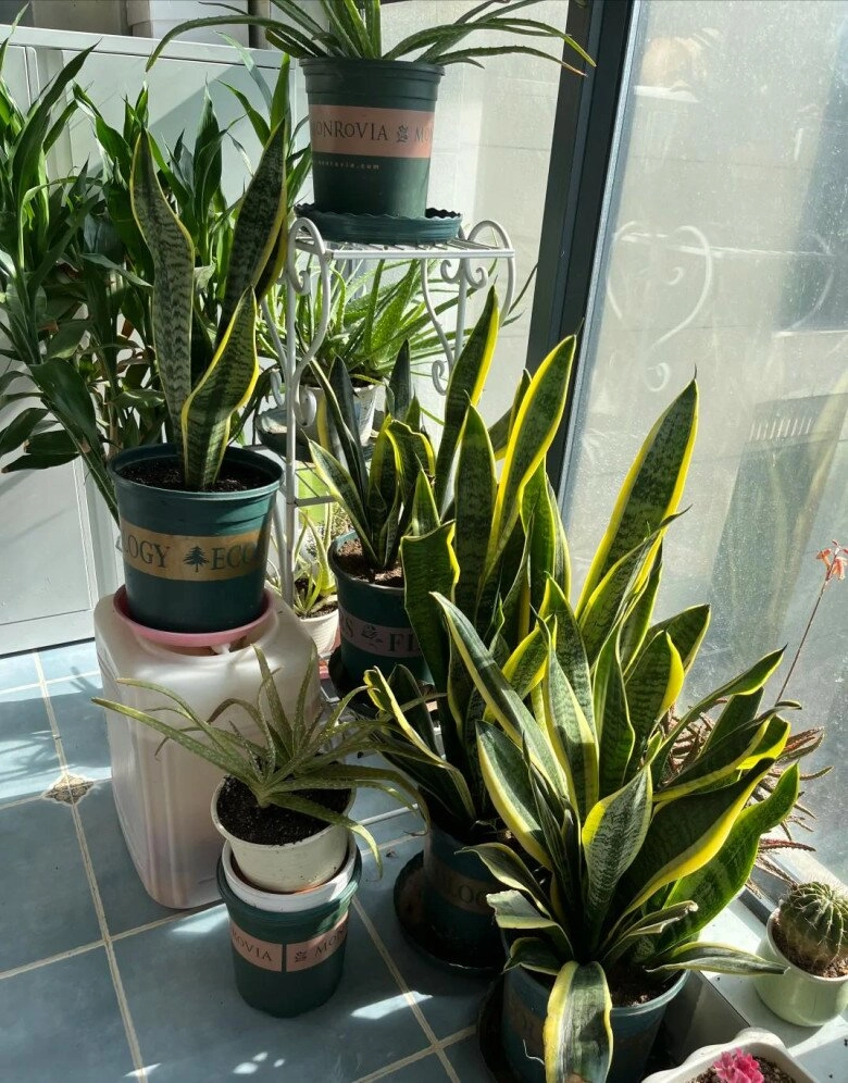 3 điều cấm kỵ khi trồng cây lưỡi hổ 10 người thì 9 người sai bảo sao cây mãi không lớn chồi không mọc - 8