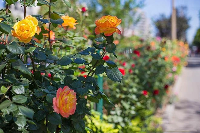 3 điều phụ nữ khôn ngoan không cúi đầu kẻ dại thấy là lùi bước - 3