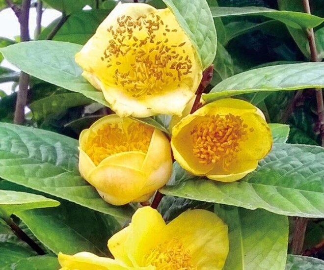 3 loại cây nên đặt trước cửa nhà không chỉ đẹp mà còn giúp gia chủ gấp đôi may mắn xua đuổi vận xui - 1