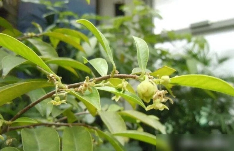 3 loại cây nên đặt trước cửa nhà không chỉ đẹp mà còn giúp gia chủ gấp đôi may mắn xua đuổi vận xui - 2