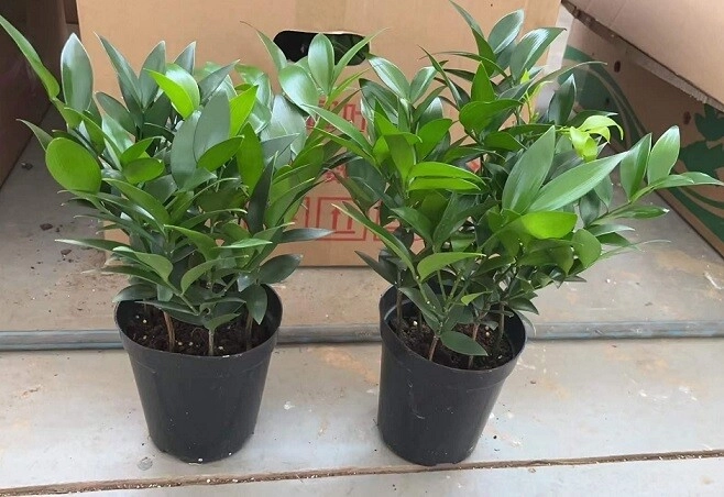 3 loại cây nên đặt trước cửa nhà không chỉ đẹp mà còn giúp gia chủ gấp đôi may mắn xua đuổi vận xui - 3