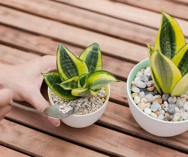 4 hoa tài lộc thích hợp cho người lười trồng ở ban công nhà ít tưới nước cành lá vẫn sum suê - 1