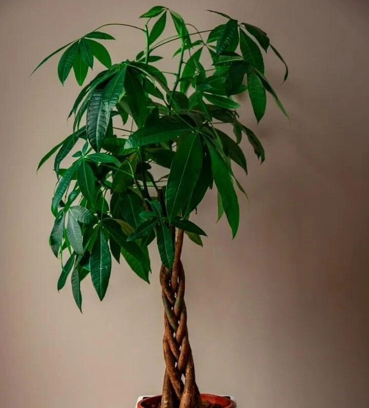 4 hoa tài lộc thích hợp cho người lười trồng ở ban công nhà ít tưới nước cành lá vẫn sum suê - 2