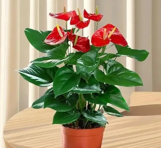 4 hoa tài lộc thích hợp cho người lười trồng ở ban công nhà ít tưới nước cành lá vẫn sum suê - 3