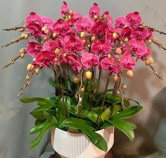 4 hoa tài lộc thích hợp cho người lười trồng ở ban công nhà ít tưới nước cành lá vẫn sum suê - 4
