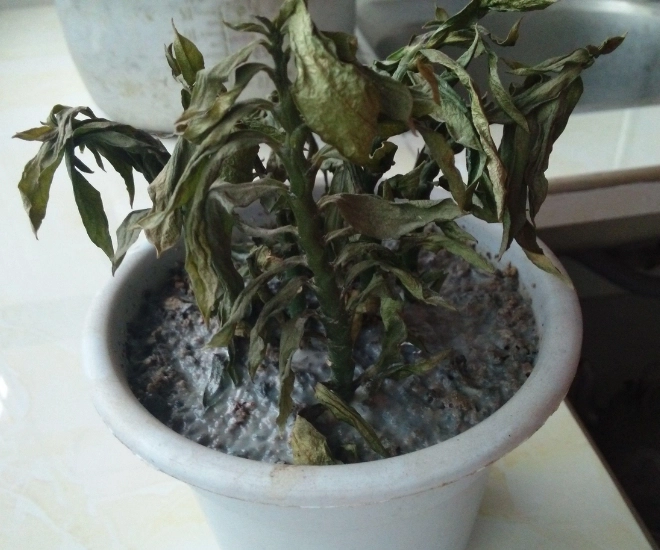 4 loại hoa phá tài người giàu chê nhưng người nghèo rất thích trồng bảo sao vận không đổi - 1