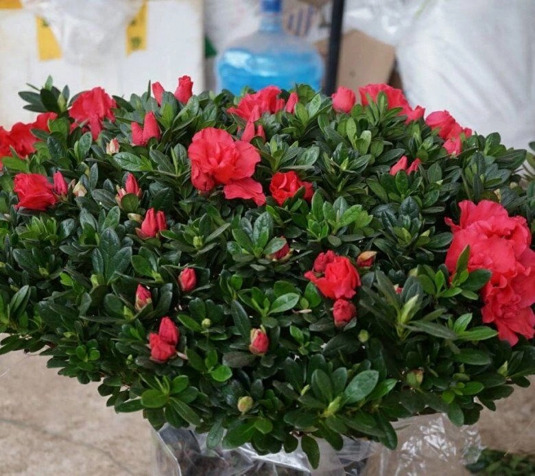 4 loại hoa phá tài người giàu chê nhưng người nghèo rất thích trồng bảo sao vận không đổi - 4