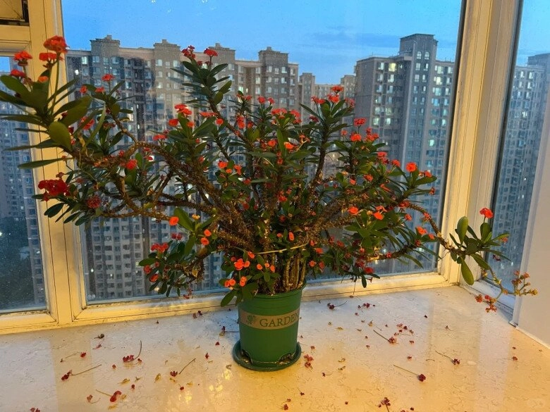 4 loại hoa phá tài người giàu chê nhưng người nghèo rất thích trồng bảo sao vận không đổi - 5
