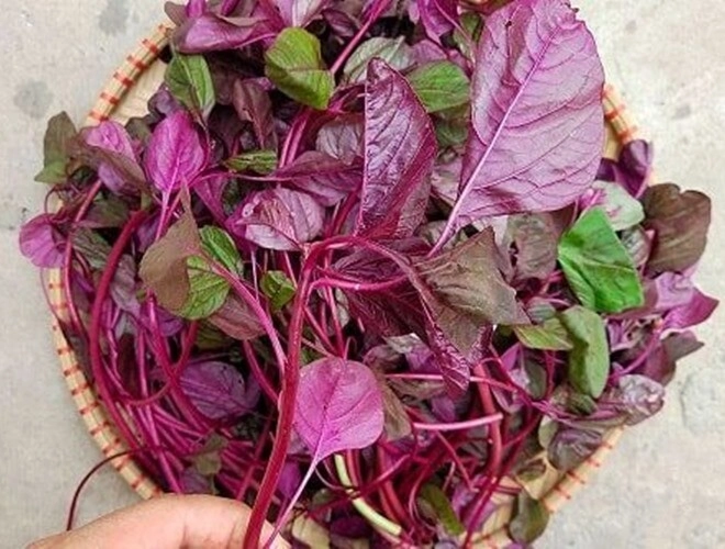 4 loại rau tăng chiều cao cho trẻ vào mùa hè vì cực giàu canxi có loại còn vượt trội sữa bò - 1