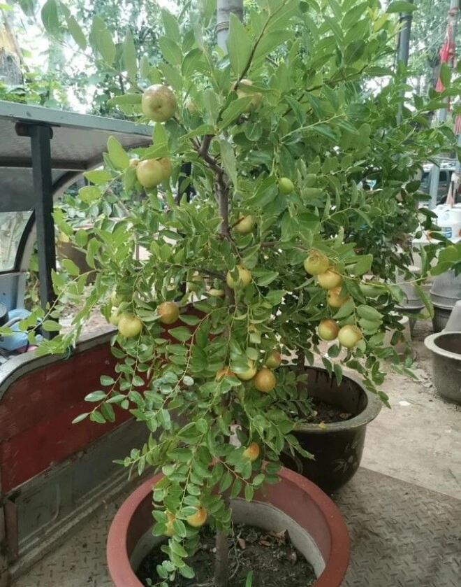 5 cây càng trồng càng có lộc thần tài ghé thường xuyên chặt đi tiền tài tiêu tán - 2
