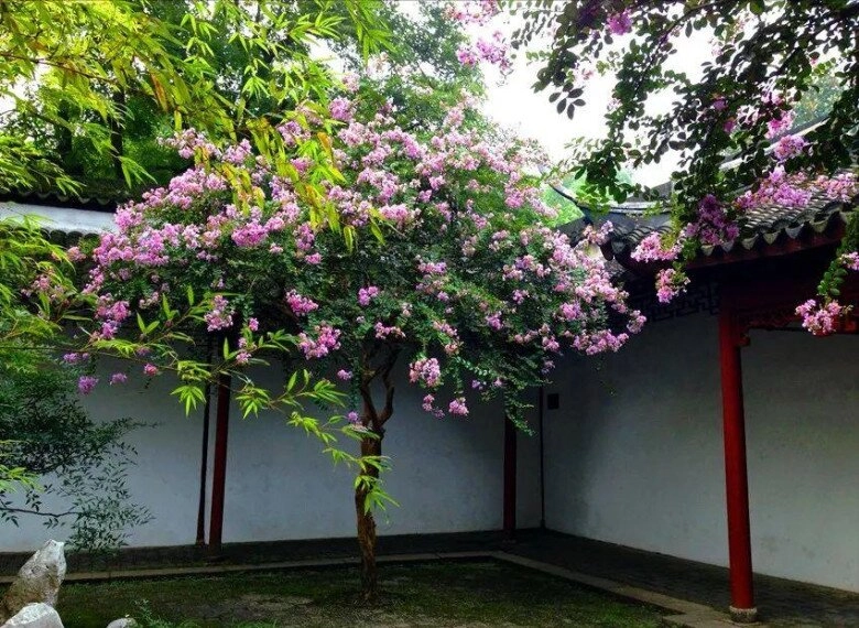 5 cây càng trồng càng có lộc thần tài ghé thường xuyên chặt đi tiền tài tiêu tán - 4