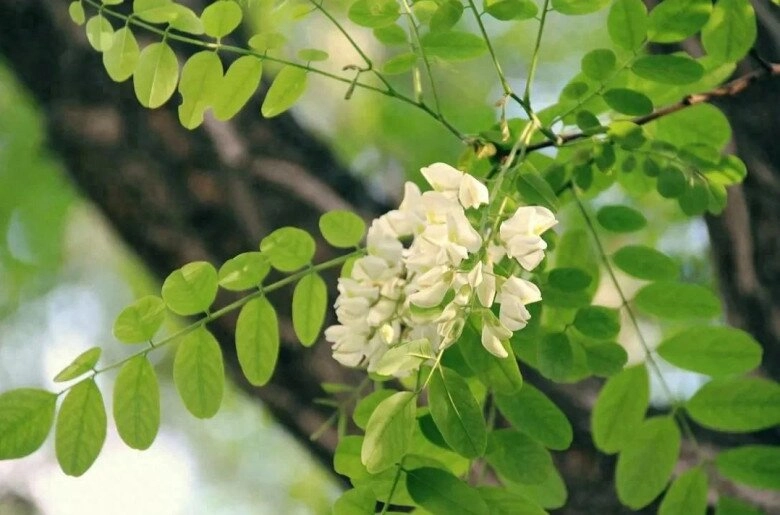 5 cây càng trồng càng có lộc thần tài ghé thường xuyên chặt đi tiền tài tiêu tán - 7