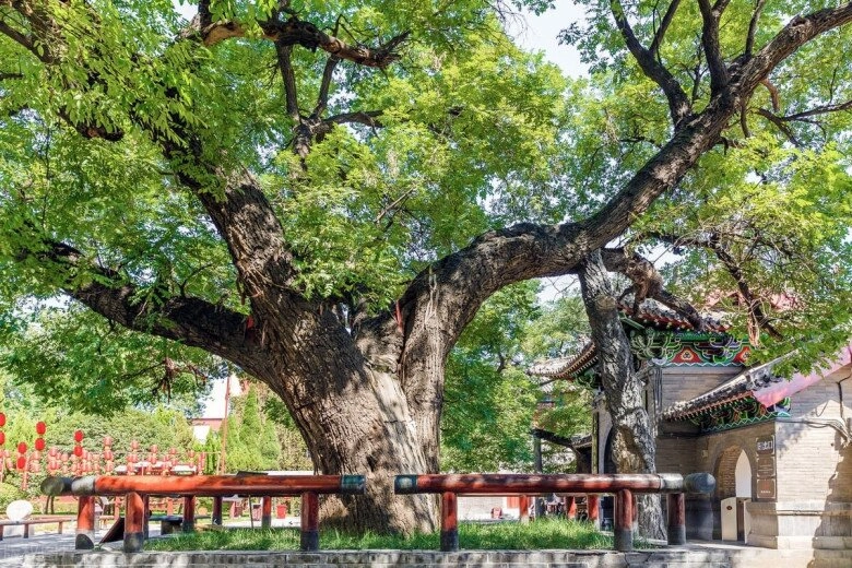 5 cây càng trồng càng có lộc thần tài ghé thường xuyên chặt đi tiền tài tiêu tán - 8