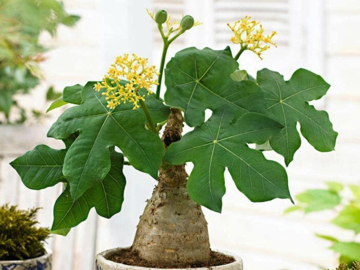 5 cây càng trồng càng có lộc thần tài ghé thường xuyên chặt đi tiền tài tiêu tán - 9