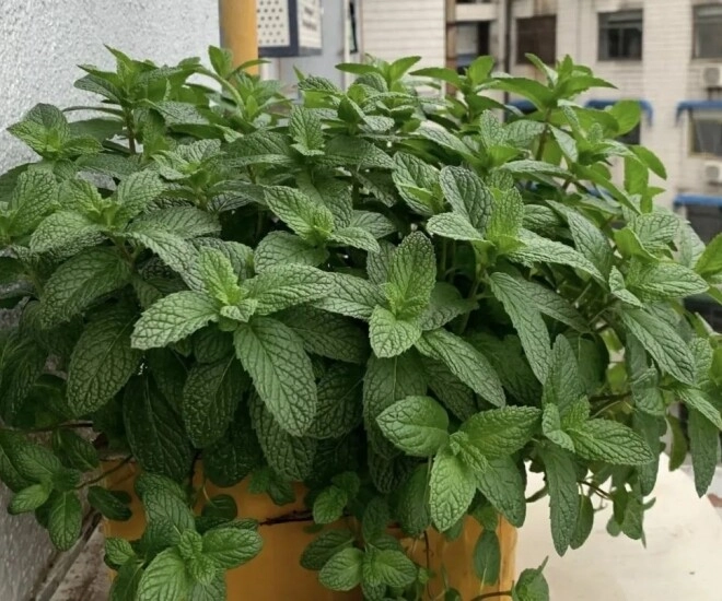 5 cây thầy thuốc thích thầy phong thủy cũng ưng bụng trồng trong nhà vừa khỏe người vừa lắm phúc lộc - 1