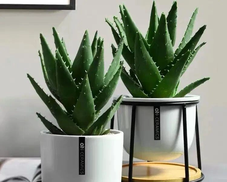 5 cây thầy thuốc thích thầy phong thủy cũng ưng bụng trồng trong nhà vừa khỏe người vừa lắm phúc lộc - 2