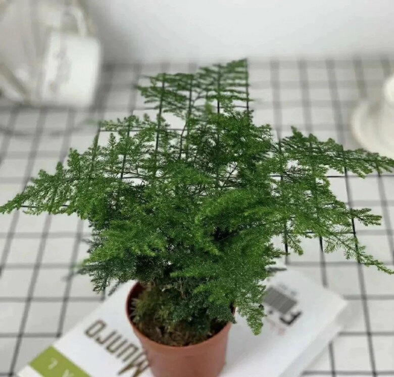 5 cây thầy thuốc thích thầy phong thủy cũng ưng bụng trồng trong nhà vừa khỏe người vừa lắm phúc lộc - 3