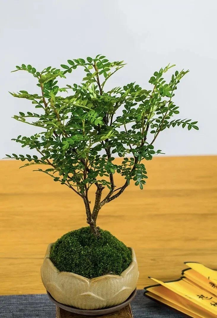 5 cây thầy thuốc thích thầy phong thủy cũng ưng bụng trồng trong nhà vừa khỏe người vừa lắm phúc lộc - 4