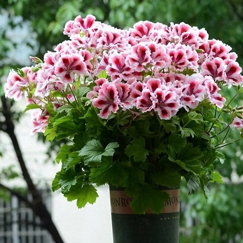 5 loại hoa dễ trồng như cỏ dại nở từ xuân sang đông trồng ở ban công giúp hút vượng khí cả năm - 5
