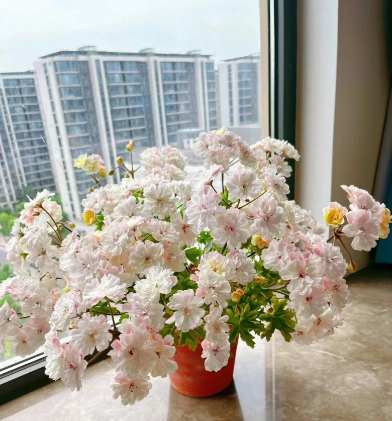 5 loại hoa dễ trồng như cỏ dại nở từ xuân sang đông trồng ở ban công giúp hút vượng khí cả năm - 6