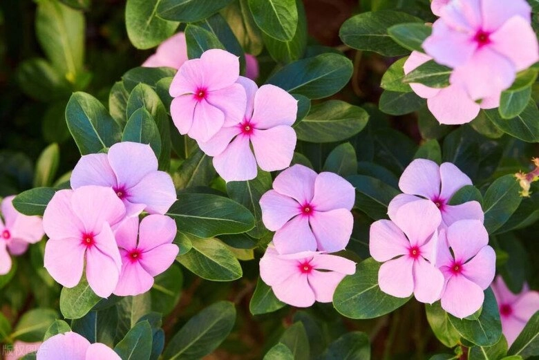 5 loại hoa dễ trồng như cỏ dại nở từ xuân sang đông trồng ở ban công giúp hút vượng khí cả năm - 7